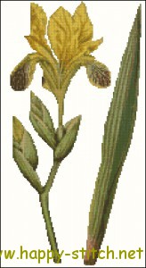 Vintage yellow iris cross stitch chart